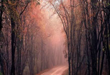 2024年巴黎夏季奥运会有哪些值得关注的亮点？